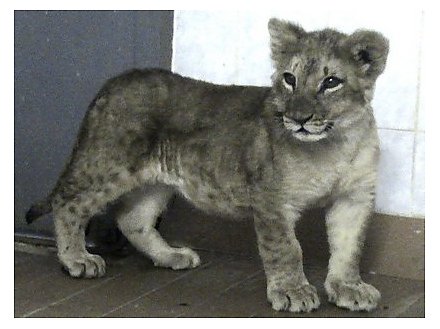 Гродненский зоопарк пополнился новым жителем — львенком Джонни