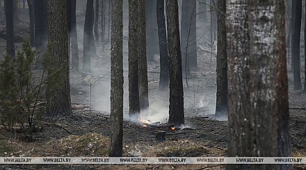 Более 100 пожаров произошло за сутки в экосистемах Беларуси
