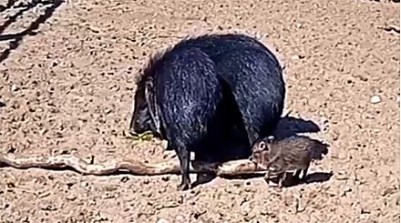 В экзотическом семействе Гродненского зоопарка родился малыш