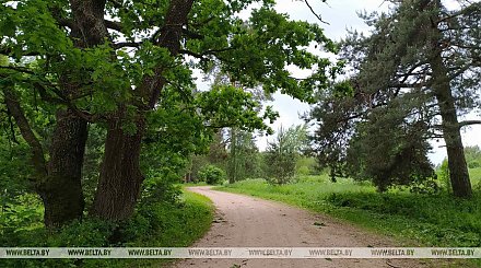 Запреты и ограничения на посещение лесов действуют в 11 районах Беларуси