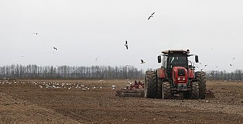 В Беларуси овощи посадили на более чем 26% площадей
