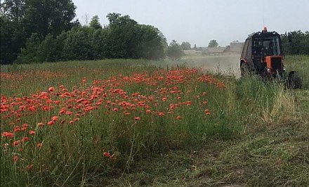 В Слонимском районе было обнаружено поле, на котором произрастало более 3 тонн мака (+ видео)