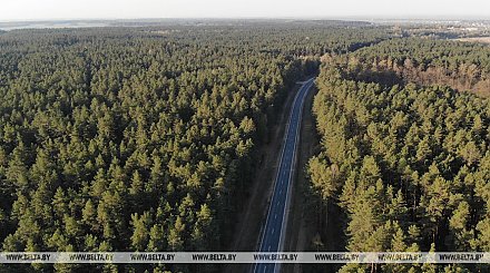 В Беларуси будут постепенно снимать запреты на посещение лесов