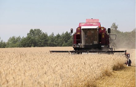 В Гродненской области, по данным на 27 июля, убрано 16 процентов площадей, занятых зерновыми и зернобобовыми культурами