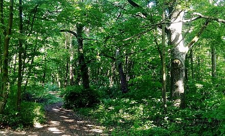 В 11 районах Гродненской области с сегодняшнего дня введен запрет на посещение лесов