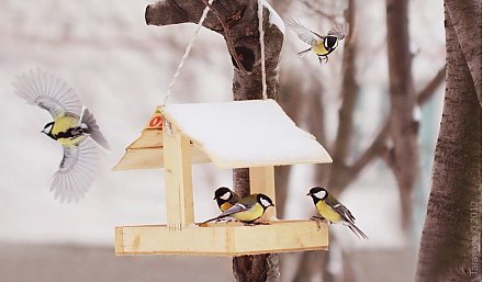 Чем подкормить птиц зимой