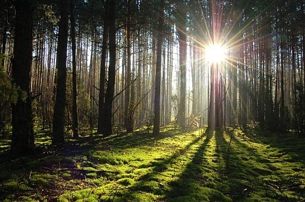Запрет на посещение лесов действует в 71 районе Беларуси