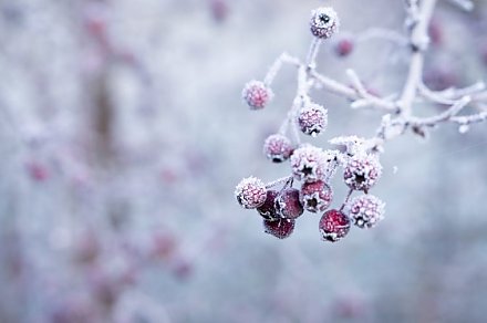 Сильные морозы придут в Беларусь только в феврале