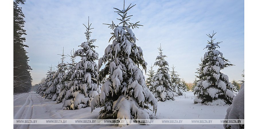 Оранжевый уровень опасности объявлен в Беларуси 9 февраля из-за сильного снега и порывистого ветра