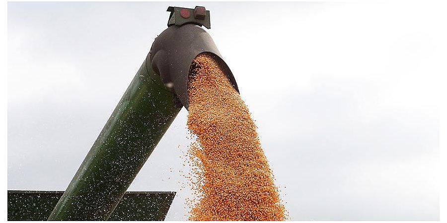 В Беларуси намолочено более 1,9 млн тонн зерна кукурузы