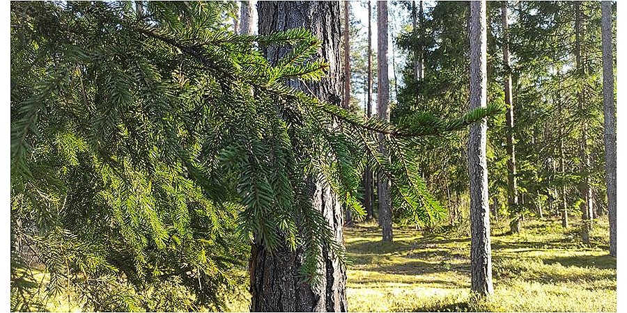 В пяти районах Гродненской области ограничено посещение лесов