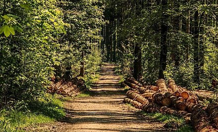Запреты и ограничения на посещение лесов действуют в 16 районах Беларуси