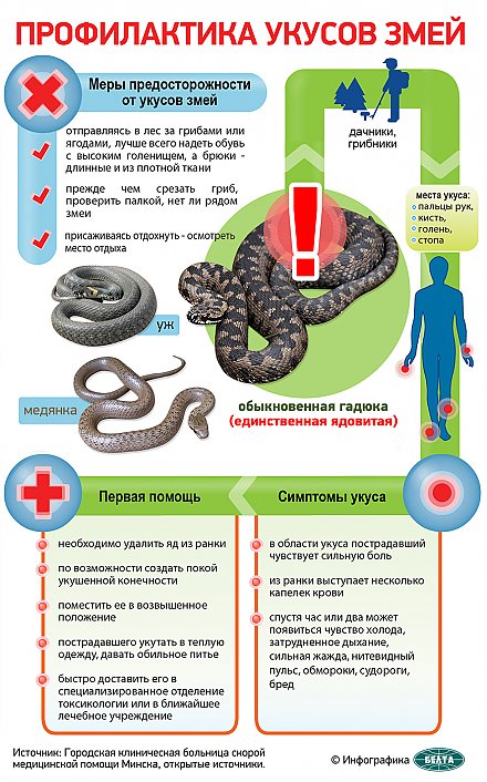 Профилактика укусов змей (Инфографика)