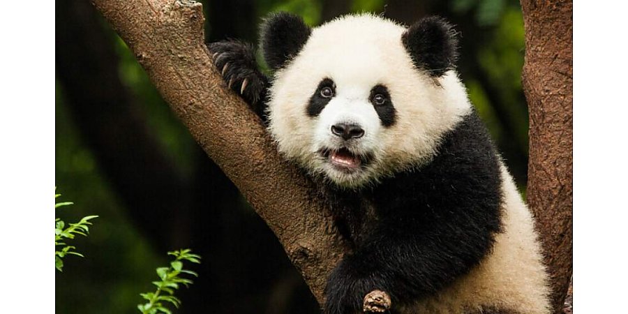 Скандал вокруг подаренных Китаем панд разгорелся в Финляндии