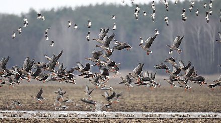 Весенняя охота на водоплавающих птиц в Беларуси начнется с 14 марта