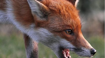 В Гродно объявили карантин из-за бешеной лисы