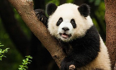 Скандал вокруг подаренных Китаем панд разгорелся в Финляндии