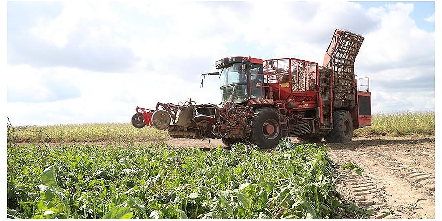 Более 940 тыс. тонн сахарной свеклы накопано в Беларуси