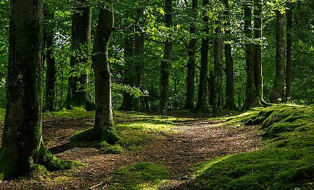 Запрет на посещение лесов введен в Вороновском районе и еще в 35 районах Беларуси