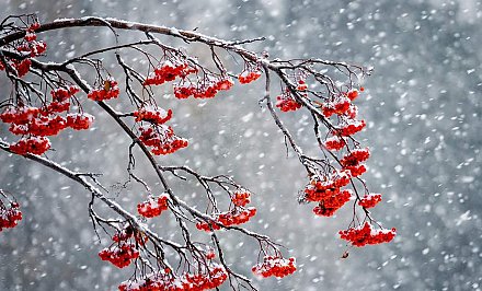 Мокрый снег и до четырех тепла. Какая погода ожидает белорусов 7 января