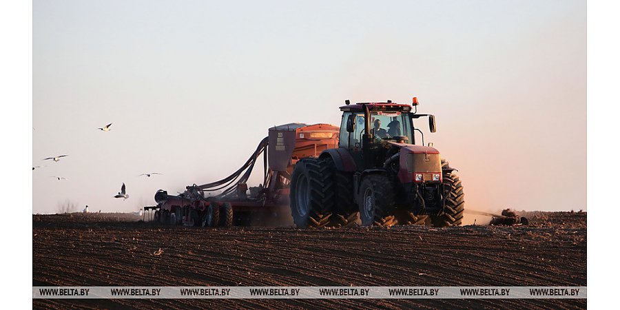 Сев озимых зерновых в Беларуси проведен на 20% площадей