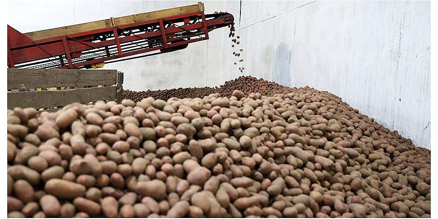 Аграрии Гродненщины собирают рекордные урожаи картофеля