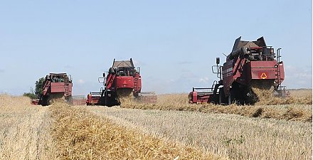 Зерновые и зернобобовые в Беларуси убраны более чем с 22% площадей