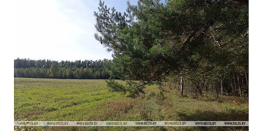 Караник: выстроенная в Беларуси система позволяет сохранить и приумножить леса