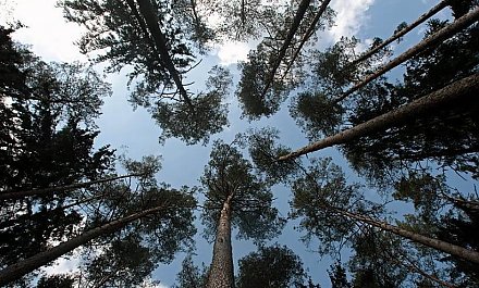 За последние 60 лет лесистость Беларуси выросла почти вдвое