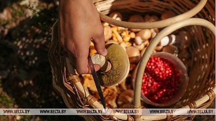 В Беларуси с начала года от отравления грибами пострадали 37 человек