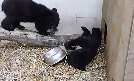 В Гродненском зоопарке незапланированно появились новые «жильцы» – пара гималайских медвежат