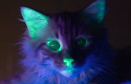Почти аватар. Генетики вывели необычных светящихся кошек
