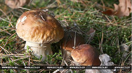 Минлесхоз: порядок сбора грибов и ягод для физических лиц не изменился