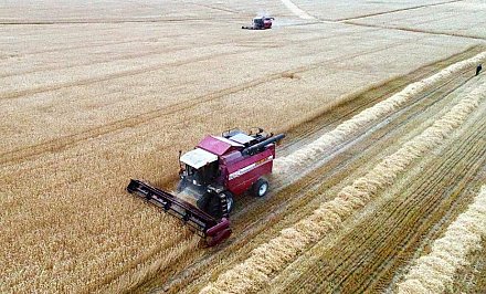 Массовая уборка зерновых завершается в Беларуси
