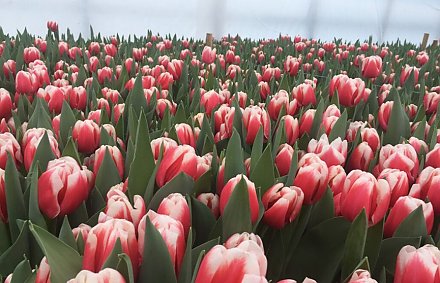 В Нидерландах садоводы уничтожают горы цветов