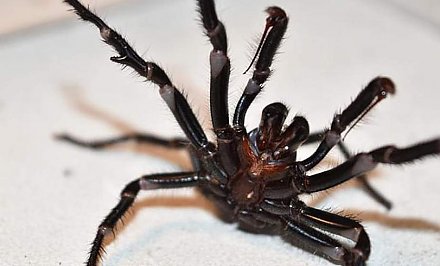 Австралию после лесных пожаров атаковали ядовитые пауки
