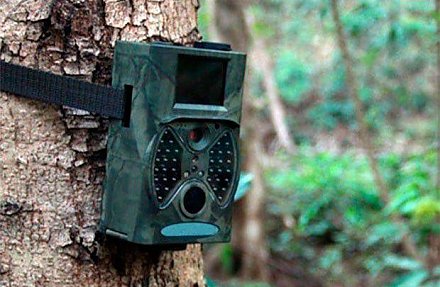 Нарушителей в лесах Беларуси выявляют с помощью камер фотофиксации