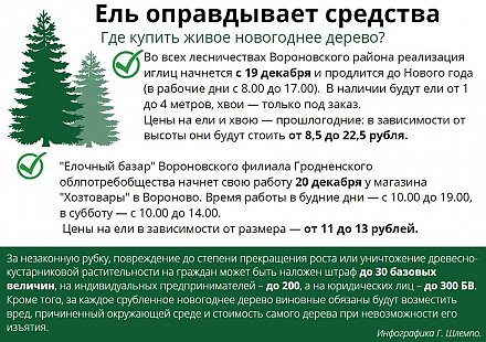 Где купить живую ель в Вороновском районе? (инфографика)