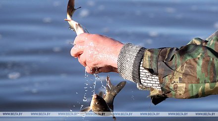 Почти 4 т рыбы выпустили в озера и водохранилища Гродненской области