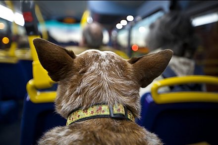 С какой собакой не пустят в общественный транспорт?