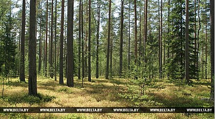 На контроле соблюдение природоохранного законодательства и рациональное использование лесных ресурсов