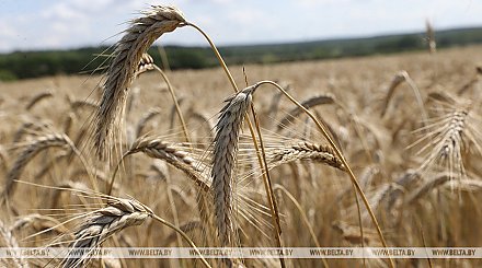 В Беларуси намолотили более 5 млн тонн зерна с учетом рапса