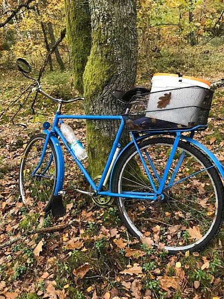 В Мостовском районе мужчина украл грибы и велосипед у собутыльника