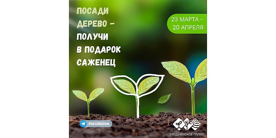 Посади дерево — получи в подарок саженец! Сегодня в Беларуси стартовала республиканская акция "Аднавiм лясы разам!"