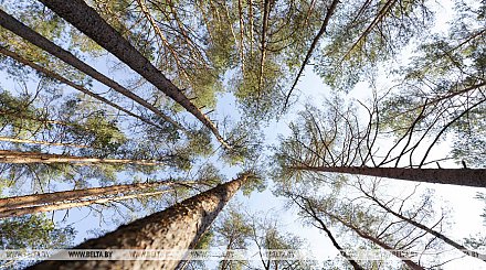 Запрет на посещение лесов действует в 72 районах Беларуси