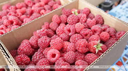 НАН планирует создать не менее 10 новых сортов плодовых и ягодных культур