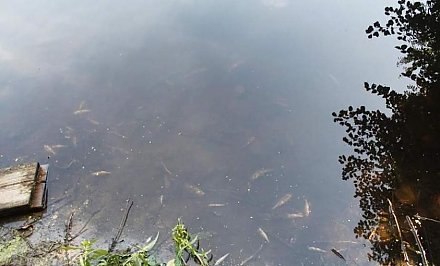 В Малой Берестовице загрязнение в водоеме привело к массовой гибели рыбы