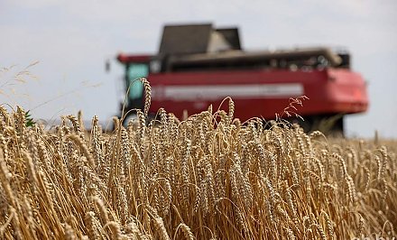 В Беларуси намолочено более 7,5 миллиона тонн зерна