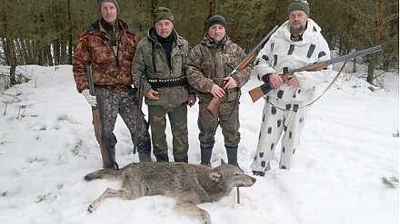 Охота на волков в Вороновском районе