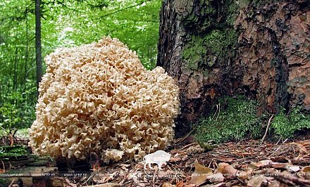 В Беловежской пуще обнаружили необычный съедобный гриб из Красной книги